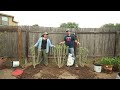 Planting Sugar Tip Rose of Sharon | Garden Obsessions