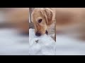 Funny and Cute golden retriever Puppies Compilation - Cutest Golden Puppy 2022