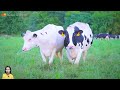 Cow sounds - learn about cows - farm animal sounds - Part 8