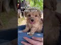 Cute Maltipoo Toy Poodle Puppies | Funny Compilation