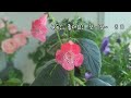 #코레리아(Kohleria), #아키메네스(Achimenes), #에피스시아(Episcia), #게스네리아