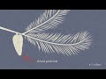 Plant Adaptations Explained | Science | ClickView