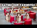 CAT MEMES: FAMILY VACATION BAGUIO COMPILATION