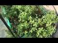 Organic Vegetable Farm on Rooftop | The Living Greens