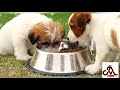 How to maintain dog or puppy at first day in home |tamil | jayam ideas