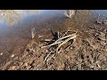 Sasquatch Footprints in Mud - Seagull Rescue Service