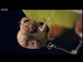 Red Back Spider | Attenborough: Life in the Undergrowth | BBC Earth