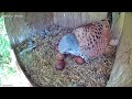 kestrel nestbox higlights 13: Kestrel cannot wait for hatching and dances around te eggs.