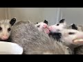 Opossums eating bananas