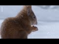 Écureuils, les acrobates de la forêt Arte #arte #squirrel #ecureuil