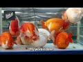 Why do I always go there.  Beautiful Goldfish farm ( 차키릿 농장 금붕어들 ) I love these guys 금붕어농장 키우기