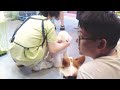 2024 Chó Phốc Sóc Mini 😍 Funny and Cute Pomeranian 😺🐶 | cute animals79