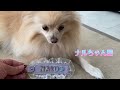 [100 yen DIY] I made a sparkling name keychain for my beloved dog 🐶 #Handmade #Daiso #Seria #100 yen