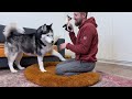 Husky Dogs and Сats React to a 