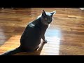 [Filler] My New Cat Catching Laser Dots