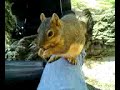 Squirrel on my knee