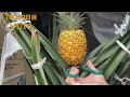 How to regrow pineapple from the tops (leaves) in a pot