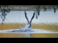 Waterfowl Photography and Video | Canon R6 & Tamron 18-400mm & Sigma 150-600mm Contemporary