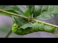 Caterpillar Shredding Leaf