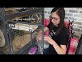 Morning Routine of Five Chinchillas