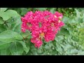 Beautiful crape myrtle tree flowers