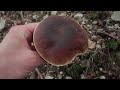 Mushroom Hunting - October 2023 - I Found Many Edible Wild Mushrooms | Funghi Porcini | Boletus