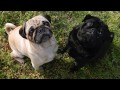 El Pug, un Pequeño y Fiel Compañero