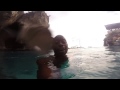 Spider - Cliff Diving at Rick's Cafe, Negril, Jamaica