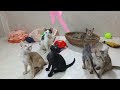 Funniest Cats And Dogs Videos 2024😿You Laugh You Lose 🐶