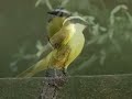 Aves do Brasil - O nosso popular Bem-te-vi e o seu canto.