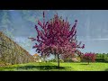 🌱 Calming Spring Ambience: Beautiful Music for Stress Relief, Birds Singing | Relaxation Oasis 🎶 -4K