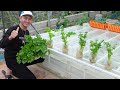 No soil, no watering required, growing Celery doesn't cost anything