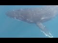 Whale Swim 20220804