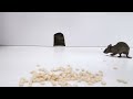 CAT GAMES- Hide and Seek Mice Video for Cats to Binge Watch (🐀 mice videos for cats to watch)