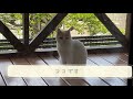 みなさん　こんにちは　ココです^ - ^