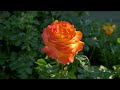 World's Most Beautiful Roses in 4k UHD: Relaxing Rose Garden Compilation Scenic Nature Music ASMR