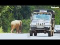 Wild elephants come to the road and struggle කොහොමද අලියගේ පැණි හිනාව Elephant soul