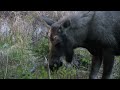 Moose on the Kenai Peninsula