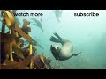 Killer Whales Playing with Their Prey | Trials Of Life | BBC Earth