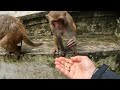 Monkey Picking nuts from Hand #monkey #monkeyvideo