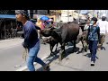 Viva San Isidro Labrador.. Pulilan Fiesta.. Kneeling carabao festival 2022