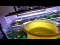 PREVENT FISH DEATHS. How to Safely Add Substrate to an Established Aquarium. For Epic Planted Tanks!