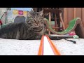 Cats Videos For Cats To Watch With Sound ➙ EPIC 3 HOURS! * Cats Playing * Entertainment For Cats