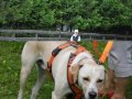 hundeschule 12.06.2016