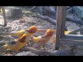 Yellow Golden Pheasants - 3