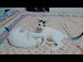 Tiramisu and Mousse playing || 23.08.22  #kitten #kittenplaying #babycat #catvideos #mousse