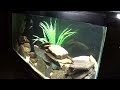 Julidochromis Marksmithi Kipili  -  Relaxing Music