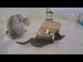 When Cats Are So Silly 😹 I will die laughing 🤣😹 Best Funny Video Compilation 🤣🐈