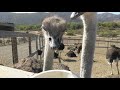 Claire feeds the Ostriches at Ostrich Land USA