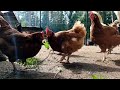 Popular Kukuruyuk Chicken Song